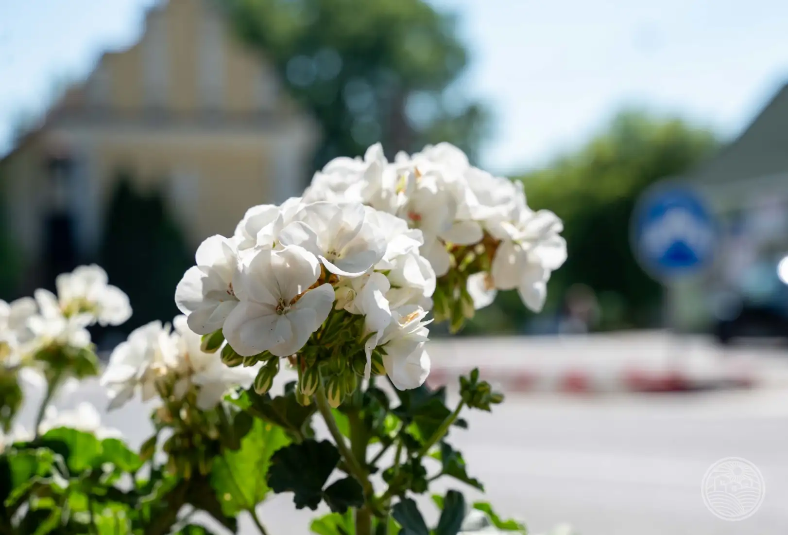 Blatná na Ostrove...🌸